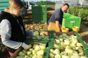 Plastenike OPG Komar uništili vjetar i tuča - za obnovu dobili 371 tisuću kuna europskog novca