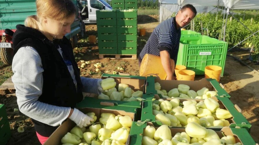 Plastenike OPG Komar uništili vjetar i tuča - za obnovu dobili 371 tisuću kuna europskog novca