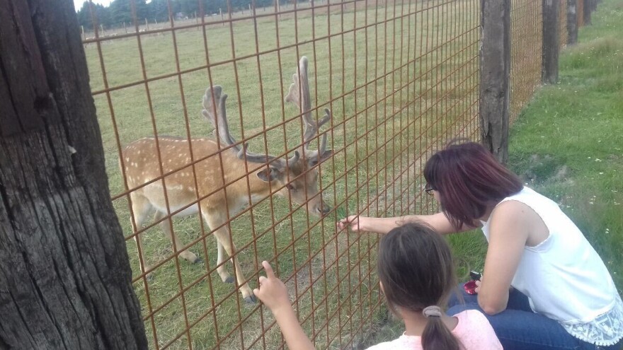 Krenuli s četiri košute i jednim jelenom, danas se na OPG-u Kordi šepuri stotinjak lopatara