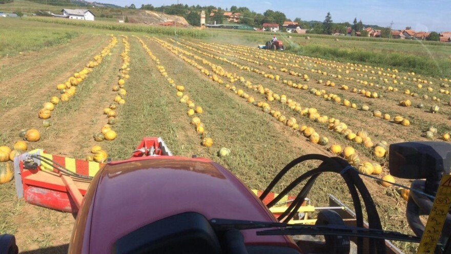 Tomislav Kovač: Kad je došao red da preuzmem posao, rekao sam neću krave, orahe ću i tikve