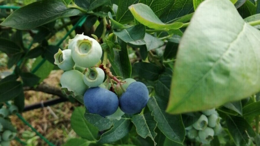 Naslijeđeno zemljište obitelj Kovačić pretvorila u "Ranč prijatelj borovnice"