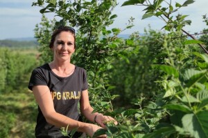 Od hobi nasada do prodaje svježeg voća i prerade, tržište traži maline i kupine