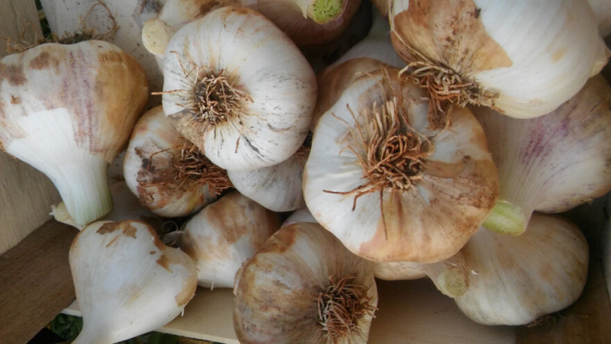 Prošli su otkaze, nemogućnost naplate, ali od povrća nisu odustali