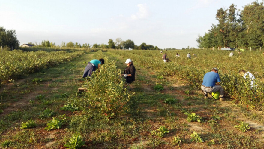 OPG Lagator okrenuo se eko proizvodnji, a imaju i med s aronijom