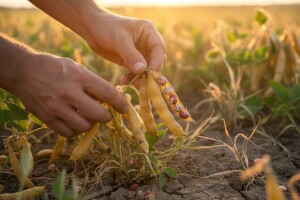 OPG Laptoš dijeli grah svima koji ga žele ubrati