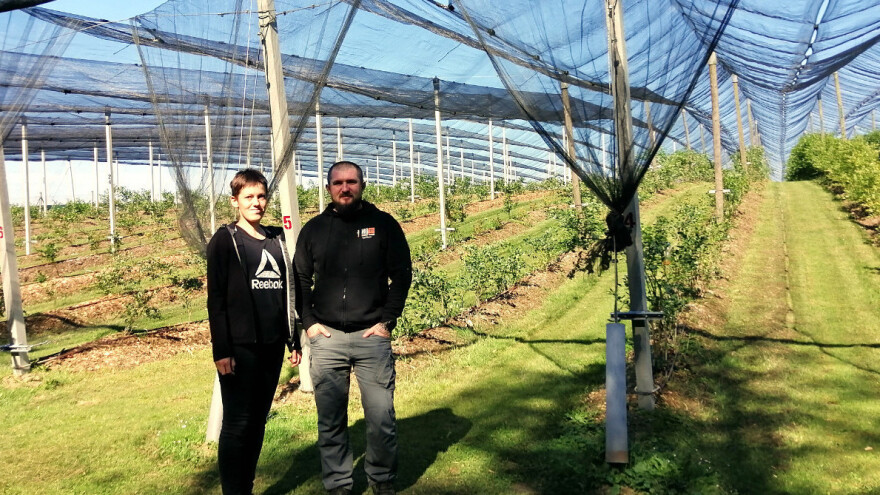 Na OPG-u Lea Lisjaka godišnje uzgoje i do 5 tona eko borovnica