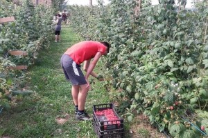 Maline s OPG-a Levak: Rada se ne bojimo, ali da je teško plasirati ih na tržište - teško je