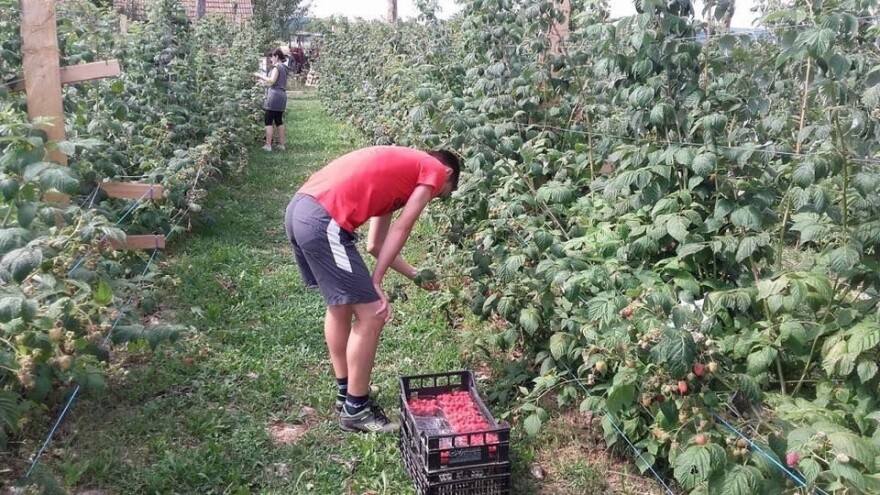 Maline s OPG-a Levak: Rada se ne bojimo, ali da je teško plasirati ih na tržište - teško je