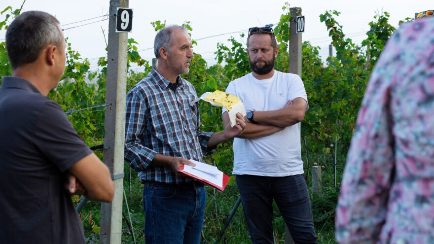 Skup ekoloških vinogradara: Ovogodišnji prinos 2 kg po trsu