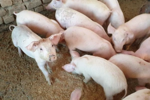 U drugom tromjesečju ove godine najviše porasle cijene svinja i mlijeka