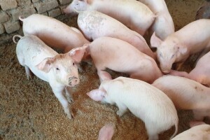 U drugom tromjesečju ove godine najviše porasle cijene svinja i mlijeka