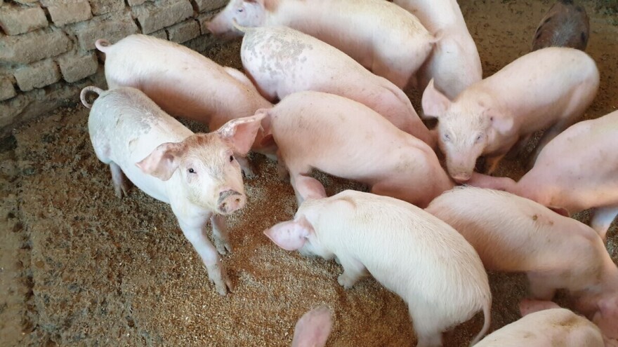 U drugom tromjesečju ove godine najviše porasle cijene svinja i mlijeka