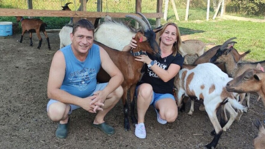 Otišli po jednu kozu, doveli dvije i jarca, OPG Manuele Babić danas je poznat i po kozjem siru