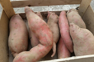 OPG traži kooperante za uzgoj batata!