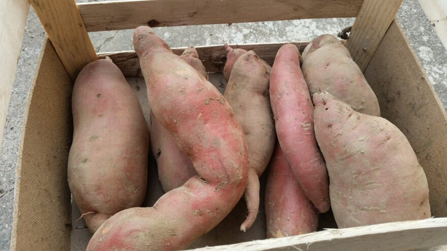 OPG traži kooperante za uzgoj batata!