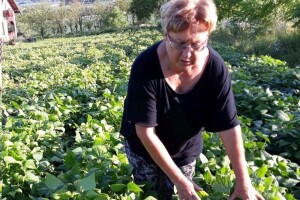 Naslijeđenu zemlju nakon mirovine pretvorila u obradive površine na kojima uzgaja buče i grah