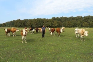 Krčio ga osam godina, 'polomio' i traktor, ali danas ima jedan od najljepših pašnjaka
