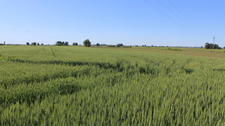 Potražnja za novim rodom pšenice. Po kojoj ceni?