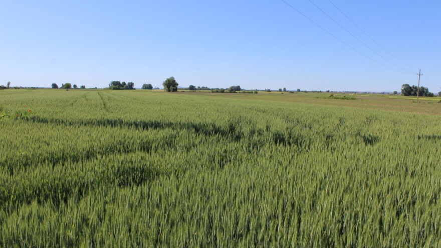 Cena kukuruza najniža u poslednja tri meseca, pšenica ispod 40 dinara