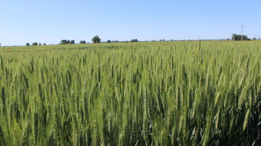 Sunčani dani pred nama pogoduju strninama u fazi formiranja zrna, ali i korovima