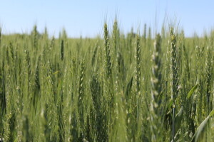 Na vidiku sorte pšenice s većim prinosima i sadržajem proteina?