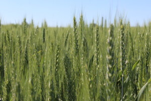Na vidiku sorte pšenice s većim prinosima i sadržajem proteina?