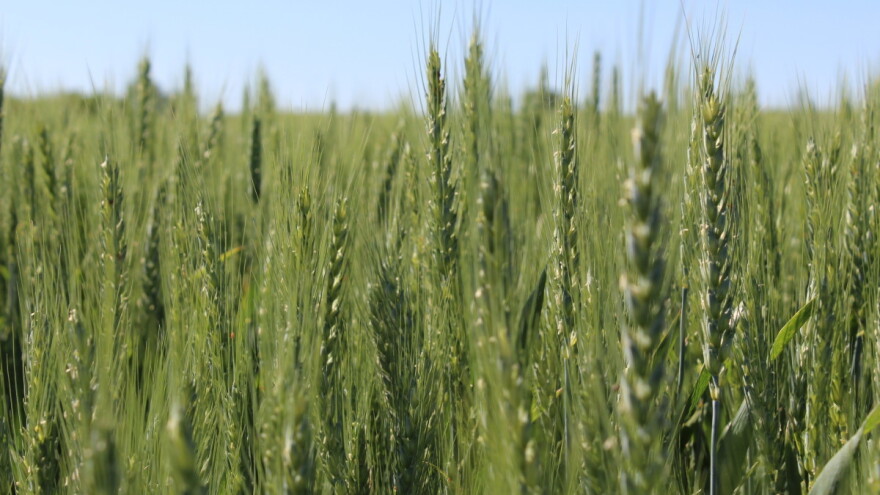 Na vidiku sorte pšenice s većim prinosima i sadržajem proteina?
