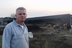 Par krava pomuzem samo radi mljekomata