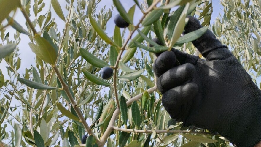 Nepoznati počinitelj otuđio radni stroj iz maslinika