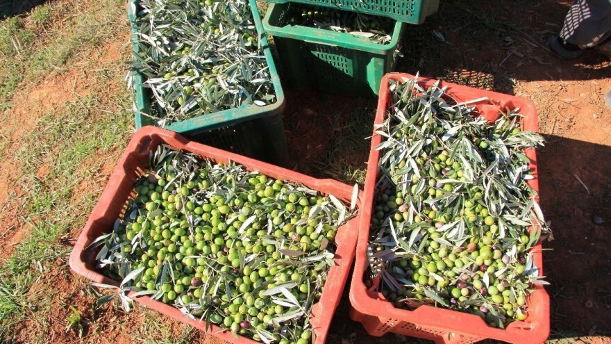 Berba maslina u punom jeku, litar ulja će koštati 40 KM?