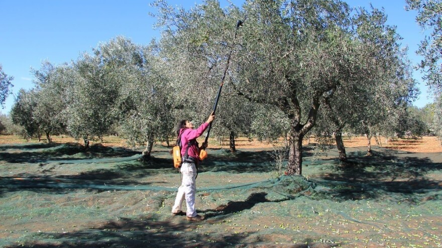 Preporuke maslinarima - što sve treba učiniti u studenom?