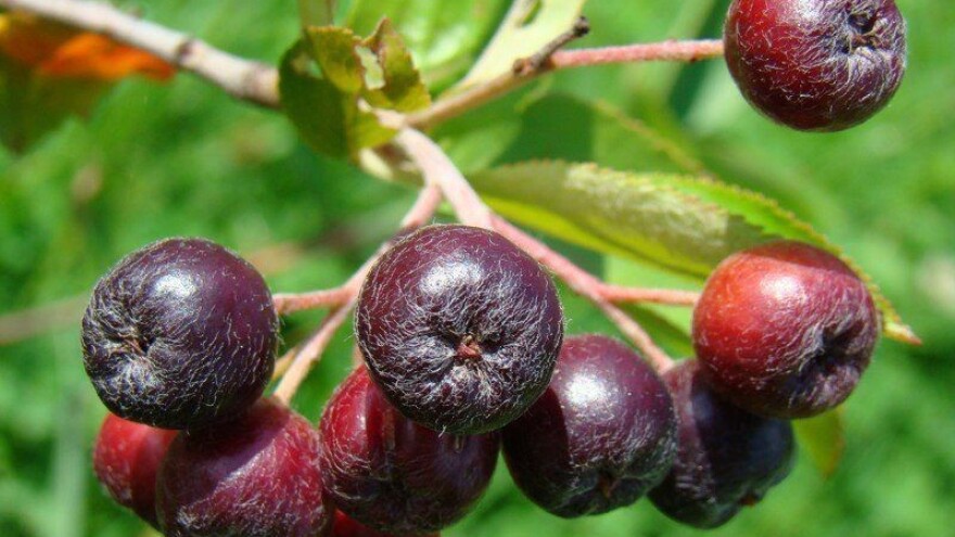 Dragutin Medić: Slijedite svoj san, nećete se preko noći obogatiti, ali važno je pronaći mir i zadovoljstvo u onome što radiš