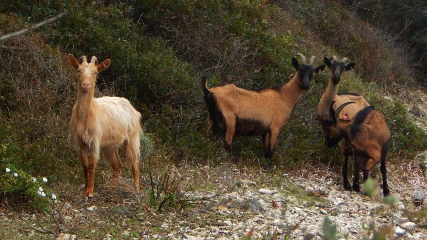 Psi mu opet izgrizli i rastjerali stado, Miodrag Ninković šesti dan očajnički traži koze