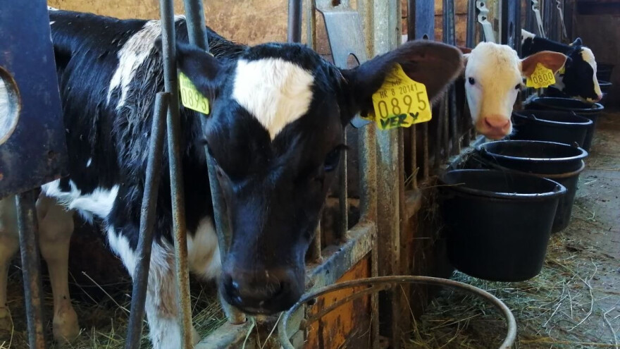 Mliječnu farmu godine ima obitelj Murković, Marko Ivančan najperspektivniji mladi proizvođač