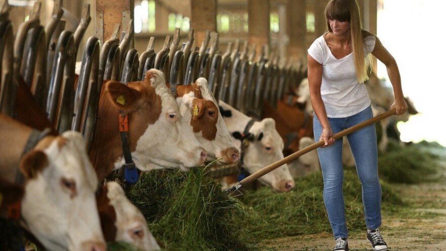 Sve manje prikupljenog mlijeka na OPG-ima