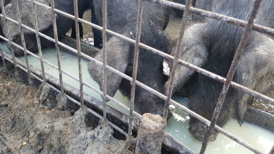 Zaštita domaćih svinja od afričke svinjske kuge, ministarstvo sufinacira dvostruke ograde