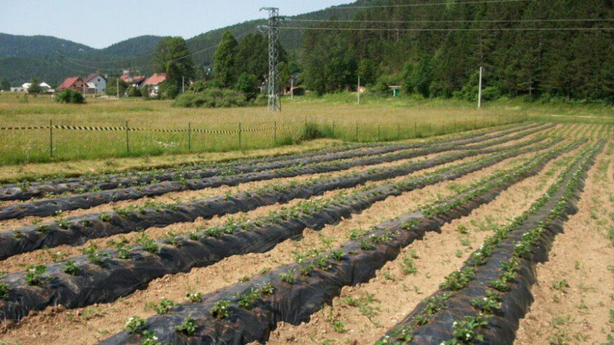 Poslovima u jesen oblikujte nadolazeću berbu!