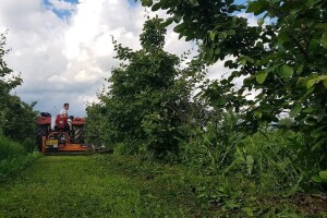 OPG Panić proizvede 40 tona dunja: da nema čekanja naplate, bio bi posao iz snova