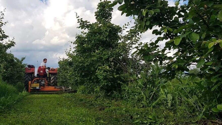 OPG Panić proizvede 40 tona dunja: da nema čekanja naplate, bio bi posao iz snova