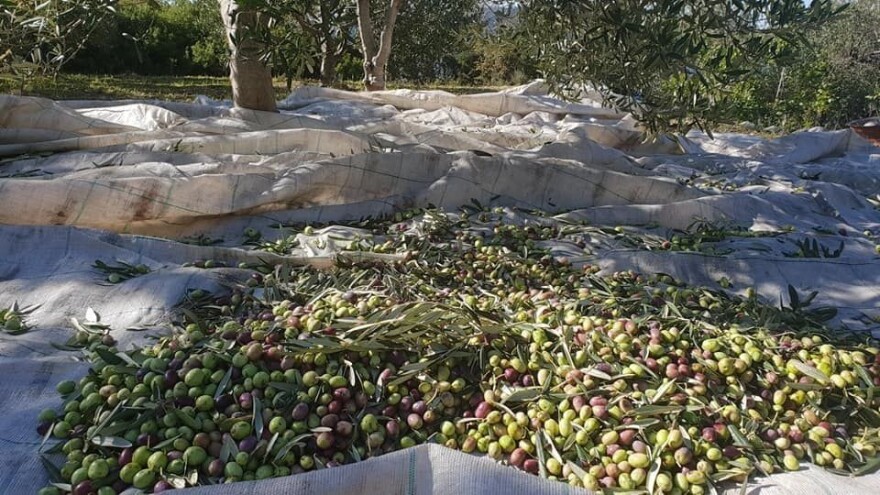 Šest generacija obitelji Pašeta: Od ulja i likera do Puteva maslina