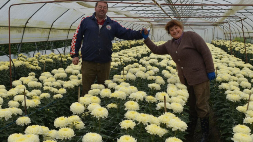 Poticaje ne primaju no od cvjećarstva dobro žive