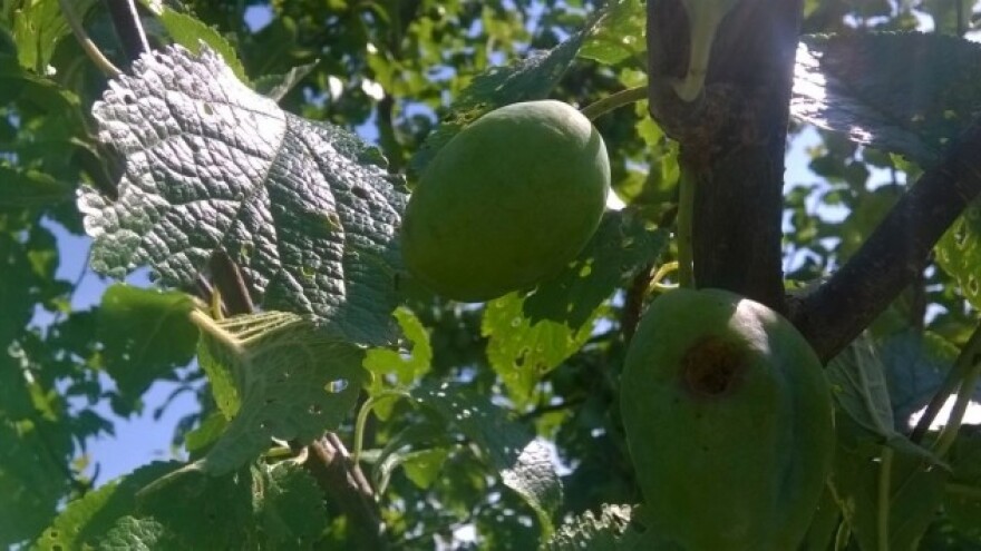 Iščupano 15 stabala, plodovi plivali u vodi