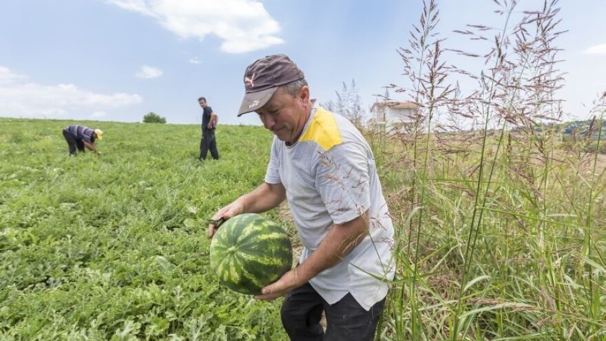 Dobrobiti smanjenja PDV-a zaobići će OPG-ovce!