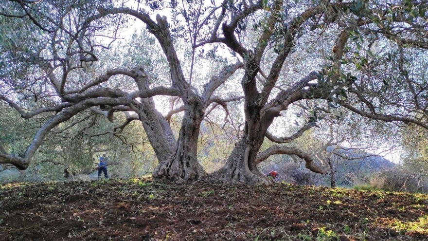 Maslina je sveto drvo na kojemu se nekada niti jedna grana nije smjela ispiliti