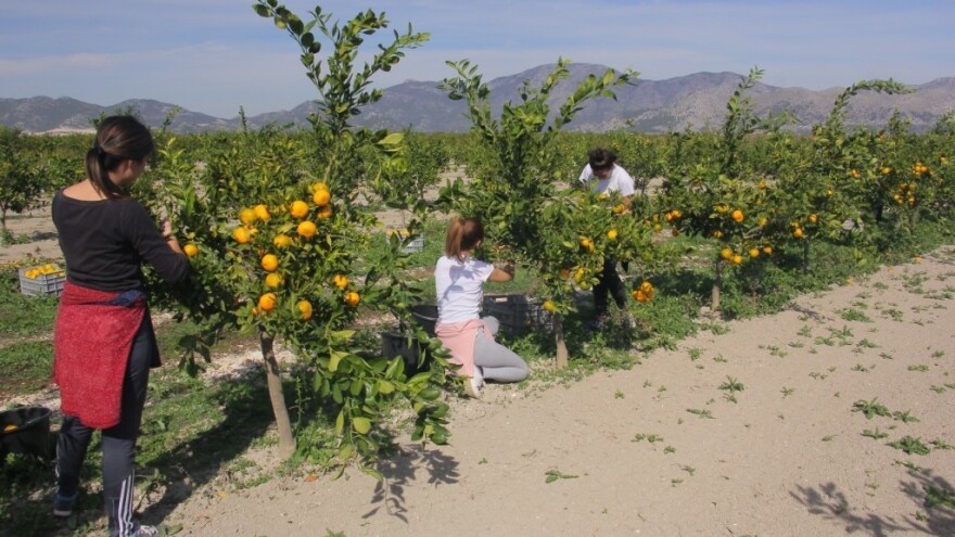 Bjeliš: Mali smo i skoro zanemarivi u europskim okvirima proizvodnje agruma