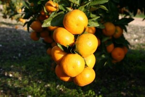 Slijedi li pilanje i vađenje stabala mandarina u punoj rodnosti?