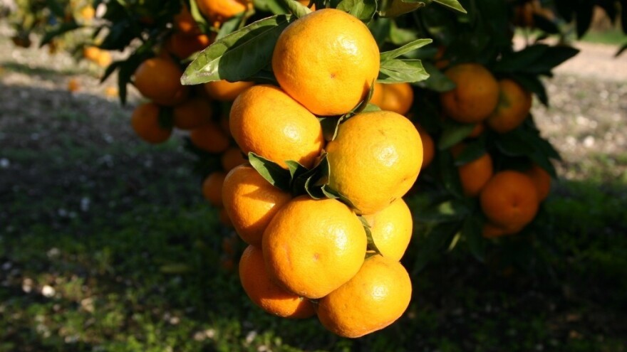 Slijedi li pilanje i vađenje stabala mandarina u punoj rodnosti?
