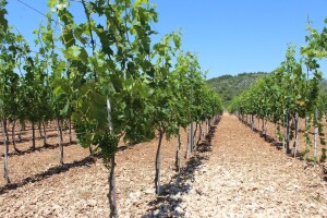 Objavljen natječaj za mjeru Restrukturiranje i konverzija vinograda