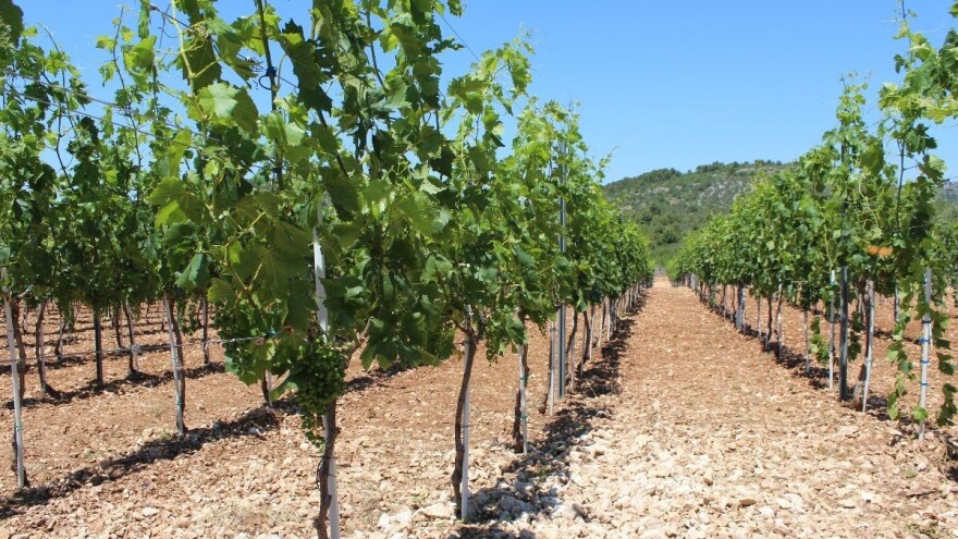 Objavljen natječaj za mjeru Restrukturiranje i konverzija vinograda