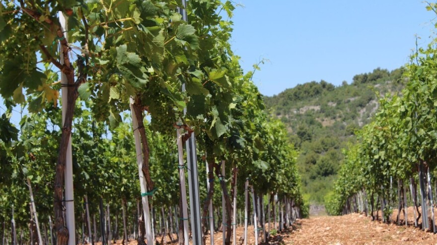 Osigurano šest milijuna kuna potpore regionalnim organizacijama vinara i vinogradara